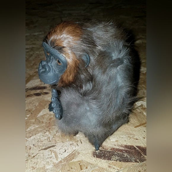 Vtg Real Fur Gorilla Statue - Picture 2 of 4